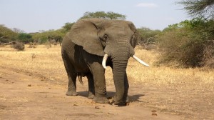 elephant 114543 640 1